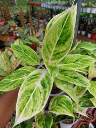 Aglaonema White Siam Aurora (Rare Plant) with FREE plastic pot, pebbles and soil. Real Plants not Se