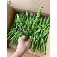 Stone lotus, mini cactus stone lotus, home decoration