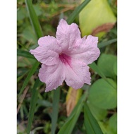 Ruellia Pink | Pokok Bunga Pink Ruellia