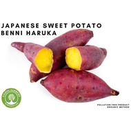 Japanese Sweet Potato (Benni Haruka) 1 KG Pack
