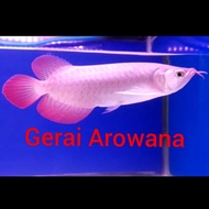 Ikan Arwana Super Red +-29cm Spesial Spon