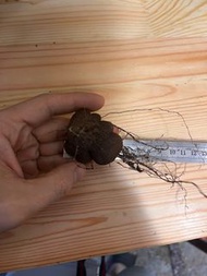 龜甲龍Dioscorea syvatica