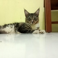 mainecoon (M)