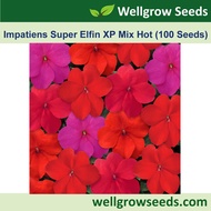 Impatiens Super Elfin XP Mix Hot (100 seeds) 非洲风仙. 超级精灵XP系列 Flower Seeds Wellgrow Seeds