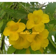 ANOR - Tecoma stans / yellow elder live plant/ Pokok Tecoma Bunga Kuning