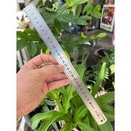 Kapusi 30–50cm stainless steel ruler, anti-rust metal ruler, clear laser engraved lines, used for st