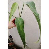 Monstera Burle Marx Flame