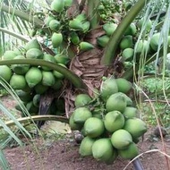 BIBIT KELAPA GENJAH ENTOK