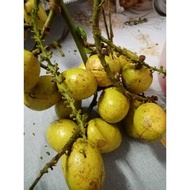 pokok matoa buah kuning