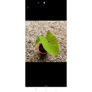 colocasia red eyed gecko/bunga hidup