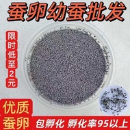 Silkworm Eggs Silkworm Eggs Can Hatch Silkworms/6.5