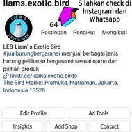 Burung Falk Australia Lutino Mata Merah Sepasang