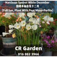 Narcissus Spoirot White December 1 Bulb 围裙水仙白色十二月1球 (Full Sun, Plant With Peat Moss+Perlite)