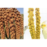 Parrot food. 200g Spray Millet for bird parrot lovebird budgie cockatiel. for hamster.
