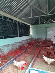 BỘI VUÔNG BỘI THÁP BỘI VUÔNG BỘI GÀ