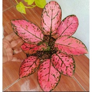 MMH_54 Aglonema Lady Valentine Super Pink Roset Merah Merona - tanaman