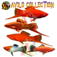 ikan hias aquascape platis platy pedang swordtail
