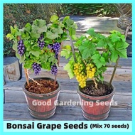 [Easy To Grow In The Philippines] 70 Seeds Edible Grape Tree Seeds Sweet Fruit Seeds for Planting Fruit Plants Seeds Grape Live Plants for Sale Real Plants Bonsai Tree Live Plant Dwarf Fruit Tree Plants Seedlings Grape Seed Flower Seeds Vegetables Seeds