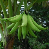 หน่อกล้วย งาช้าง กล้วยงาช้างทานสด รสชาติจะออกเปรี้ยวนิดๆ แต่ถ้าต้มหรือนึ่งเนื้อจะเหนียวขึ้น จึงเหมาะสำหรับการแปรรูป เช่น ย่าง เชื่อม หรือทำกล้วยฉาบจะอร่อยมาก กำลังเป็นที่นิยมปลูกกันมากเพราะเป็นกล้วยที่แปลกและหายาก  กล้วยเป็นพืชที่ใช้น้ำน้อยทนแล้งได้ดี ส