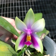 Phalaenopsis Bellina 【SPECIES | JUNGLE】