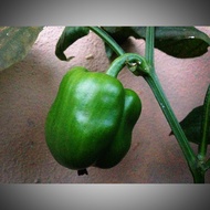 Anak pokok Capsicum @ Cili Benggala @ bell peppers seedlings tanaman plant kebun
