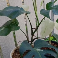 Monstera Variegated Albo