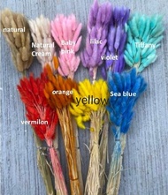Bunga Kering /Lagurus / Bunny Tail/Dried Flower Terlaris