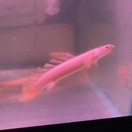 palmas senegalus leucistic slayer