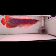 Ikan arwana super red 38cm merah