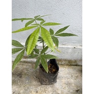 Anak pokok Malabar chestnut