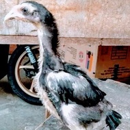 Anak Ayam Bangkok Pakoy,Super,Brajamusti/Usia 2Bulan/Harga Per Ekor