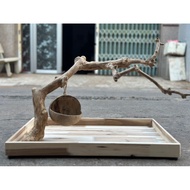 Coffee tree for parrots