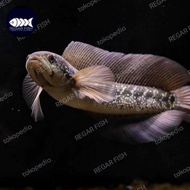 ikan channa asiatica ws pure