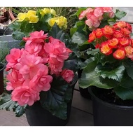 Biji Benih Benih Baru Mixed Begonia Cucullata Seed Begonia Cucullata Flower Seed - 5 Seed