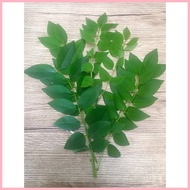 ◳ ◵ ☩ Madre De Cacao/Kakawati leaves - 250 grams