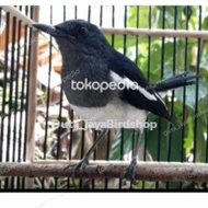Kacer Betina siapan Rawatan