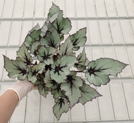 NMS / Begonia Rex / Asam Batu 秋海棠 Type 5 Category (12CM Pot Size)