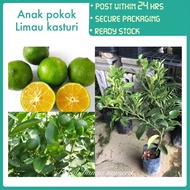 PBN - anak pokok Limau kasturi - pokok bunga nursery calamansi calamondin fruit sapling fruits outdoor live plant lemon