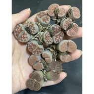 LITHOPS-Clearance Multi Heads Lithops清仓多头生石花