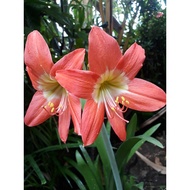 amaryllis bulb orange