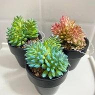 *พร้อมส่งรวมกระถาง*ต้นไม้อวบน้ำปลอมSucculent สูง8*5 ซม.