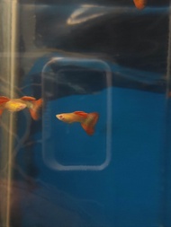 Guppy Red Lace Albino Guppy Albino Red Lace Pet Supplies Fish & Aquatic Food