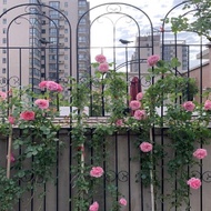 K-Y/ Garden Fence Clematis Lattice Rose Chinese Rose Planting Courtyard Pergola Support Rod Iron Climbing Vine Flower St