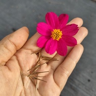 25pcs Biji Benih Bunga Cosmos Maroon Flower Seed / Cosmos Sulphureus / Sulfur Cosmos