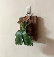 皮革製 P. elephantotis 象耳鹿角蕨_送禮/收藏