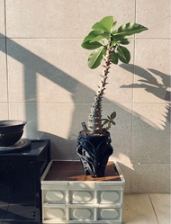 塊根植物｜巴氏棒槌 Pachypodium baronii