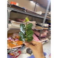 Fake apple branches - fake apple branches