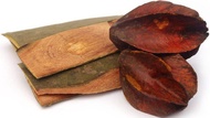 arjuna bark/powder maruthampattai (Terminalia arjuna) thiraviya pattai kulit kayu pokok 三果木 Dhanvi W