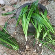 (Sehelai ) Daun Tembaga Suasa. Perubatan Tradisional. Terseliuh. Bengkak