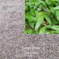 Cow Grass Seeds - 10/20/30/40/50 Pack Benih Seeds 天天都那么绿 - Mango Garden Seeds